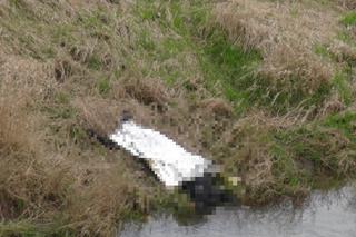  Makabryczne odkrycie nad Wisłą. Policjanci wyłowili ludzkie zwłoki