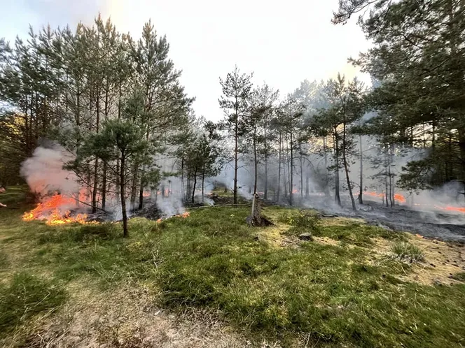 Wielki pożar lasu nieopodal Kołobrzegu
