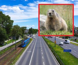 Bóbr utknął na środku drogi w centrum Krakowa. Bohaterska postawa kierowcy i pasażerów MPK [WIDEO]