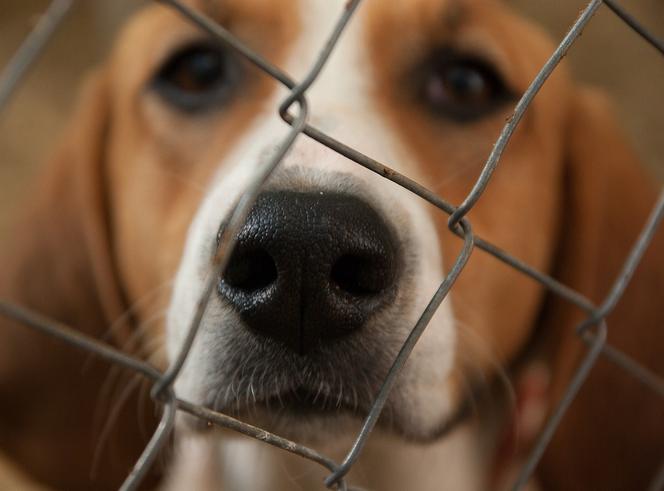 Łódź: Pies porzucony przy schronisku. A trwa kampania „NIE Porzucaj”
