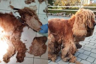 Dramatyczna interwencja KTOZ. Wygolone włosy psa ważyły ponad trzy kilogramy! 