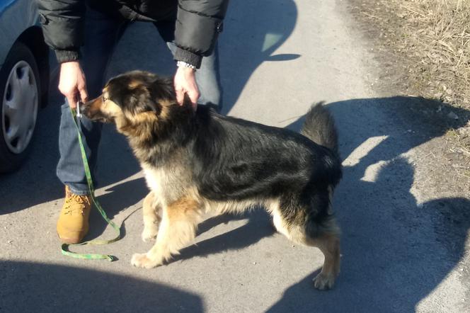 Dwaj mężczyźni w biały dzień ukradli psa z podwórka! Na szczęście udało się ich namierzyć!