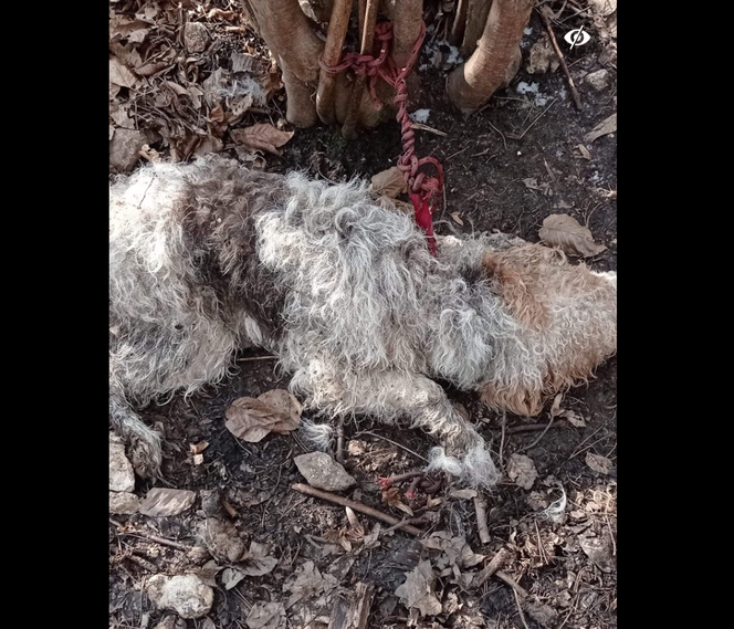 Krzeszowice: Ten pies umierał w męczarniach! Trwają poszukiwania sprawcy