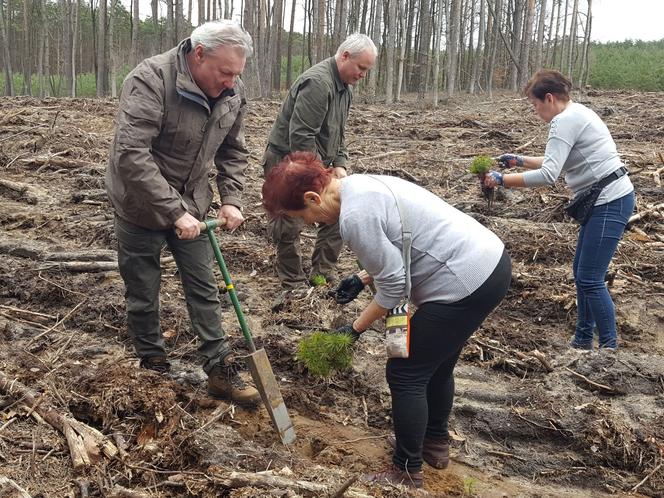 Posadzili kawałek lasu w miejscu wyciętego
