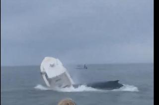 Ogromny wieloryb zaatakował łódkę i wywrócił ją do góry nogami. Wstrząsające nagranie!