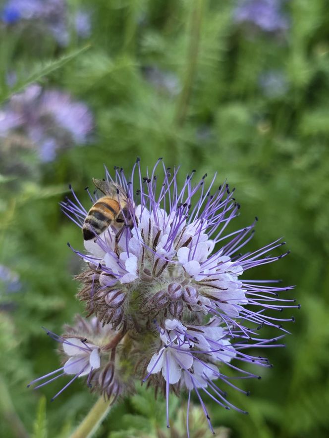 Łąki kwietne na Podkarpaciu