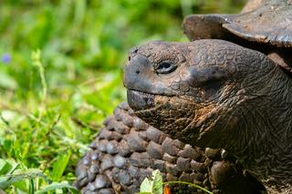 Cztery żółwie olbrzymie zabite na Wyspach Galapagos. Sprawcy poszukiwani!