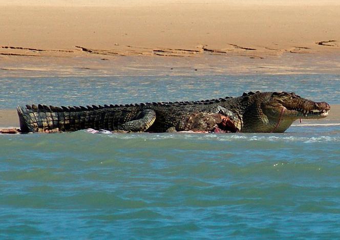 KROKODYL