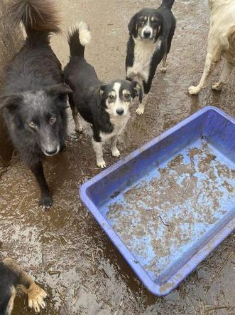 Głodujące zwierzęta z Chersonia pilnie potrzebują ratunku. Ponad 700 psów i kotów nie przetrwa tej wojny bez naszej pomocy 3