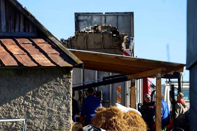 Potworny los zwierząt w Idzbarku. "To była umieralnia". Gospodarz usłyszał zarzuty!