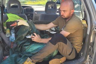 Łabędź zgubił się w lesie i nie miała siły wrócić do wody