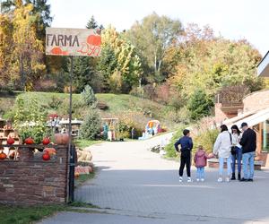 Farma dyń w Lublinie