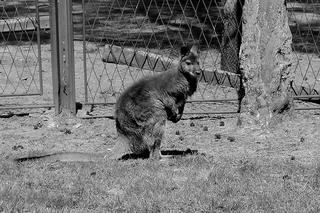 Sosnowiec. Nie żyje Kubuś, ostatni kangur w minizoo. Wystraszył się petard i agresywnych psów