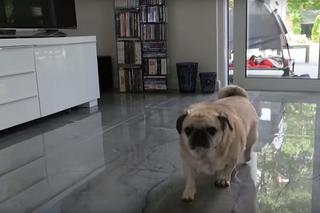 Tak mieszka Władysław Kozakiewicz. Specjalna wizyta u mistrza. Ten szczegół przykuwa uwagę najbardziej dziękuje!