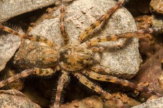 Jadowity pająk zadomowił się w Niemczech. Czym grozi ukąszenie?