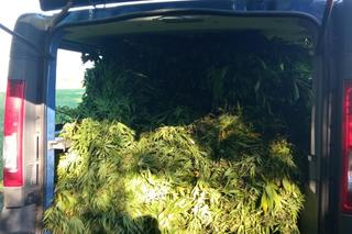 Policjanci zatrzymali mężczyzn uprawiających plantacje marihuany za 2 mln zl