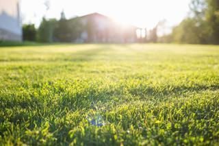Trawnik po zimie – zabiegi pielęgnacyjne, nawożenie i pierwsze koszenie trawnika wiosną