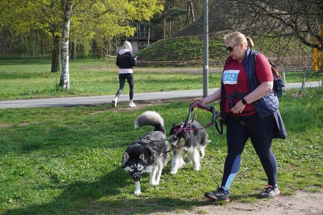 Dogtrekking w Poznaniu