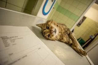 Źli ludzie odstrzelili Zbyszkowi łapę