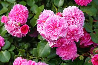 Róża stulistna = centyfolia - Rosa × centifolia