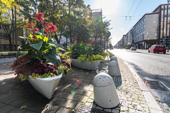 Kwiaty do wzięcia. Gdynia dzieli się z mieszkańcami! Sprawdź kiedy i gdzie! 