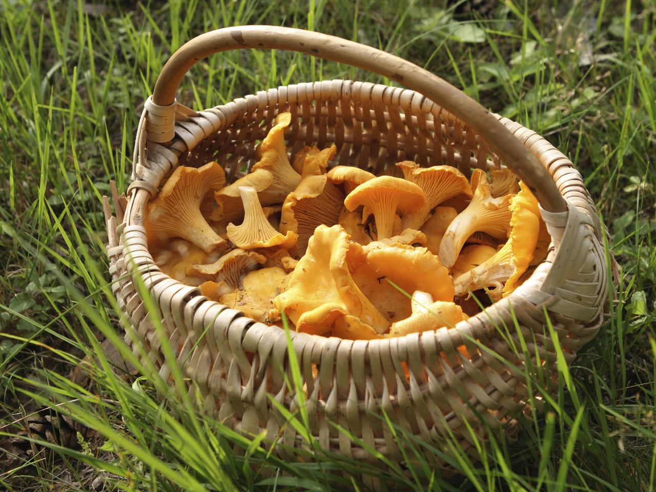 Kurki: przepis na makaron z kurkami i szafranem