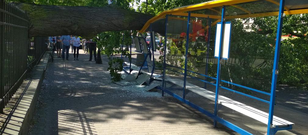 KOŚCIELNE DRZEWO ZWALIŁO SIĘ NA PRZYSTANEK