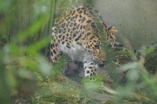 Kicia ze sklejką Nowa mieszkanka zoo w Warszawie. Na wolności żyje tylko 130 osobników