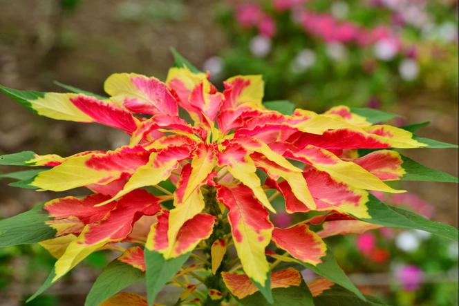 Szarłat trójbarwny - Amaranthus tricolor