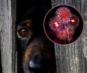 Bez petard w sylwestra. Radni i pracownicy zoo apelują do warszawiaków: Przyjaciele nie strzelają!