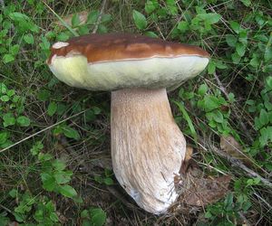 Grzyby w kujawsko-pomorskim na początku sierpnia? Te gatunki na pewno znajdziecie w lesie [GALERIA]