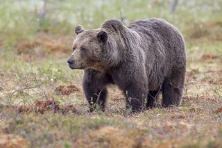 Niedźwiedzie obudziły się i podchodzą do ludzi. Władze gminy Solina apelują do mieszkańców