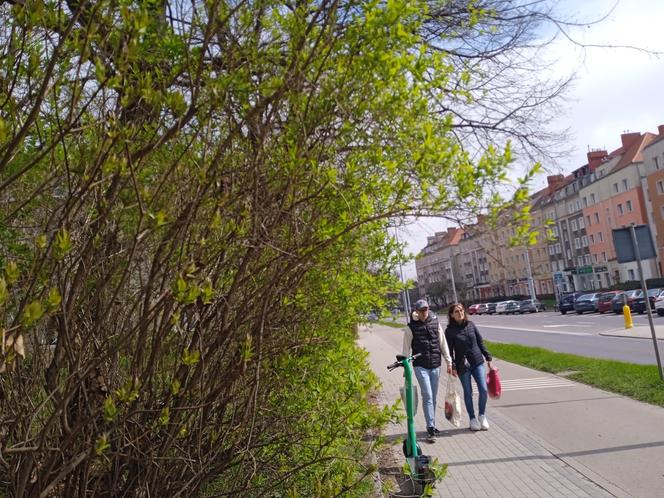 Wiosna w Gdańsku. Kwitną pierwsze drzewa i kwiaty. Zobaczcie nasze zdjęcia!