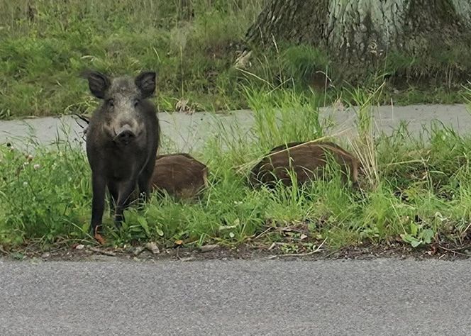Dziki na trasie pod Olsztynem