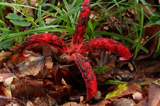 Okratek australijski,  palce diabła