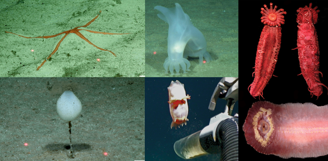 Na dnie Pacyfiku odkryto ponad 30 nowych gatunków zwierząt! Są naprawdę nietypowe!