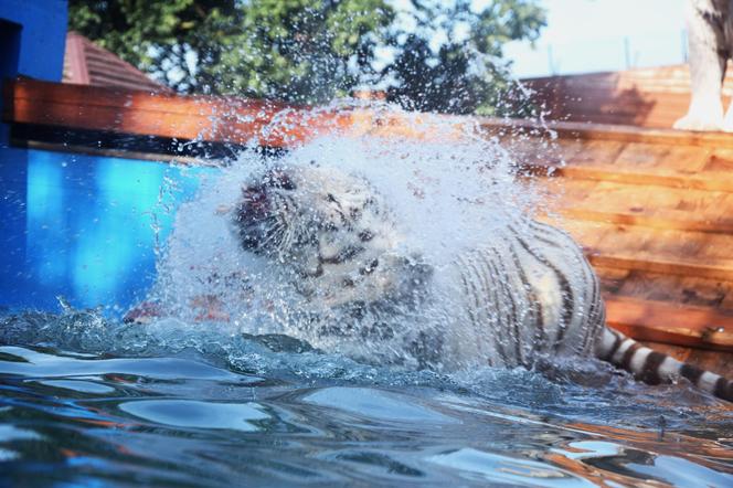 Zoo Borysew może się pochwalić jedynym takim obiektem w Europie. To basen dla białych tygrysów [ZDJĘCIA]. 