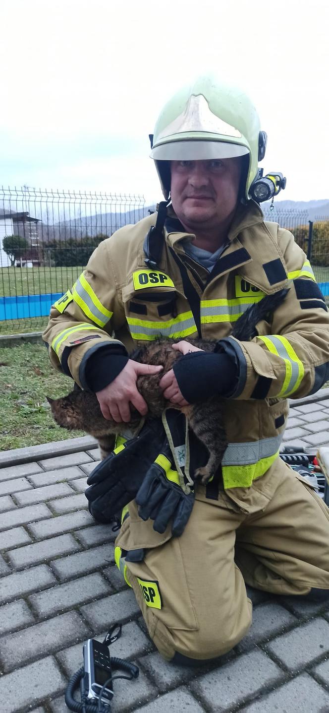 Strażacy z OSP w Międzybrodziu Żywieckim uratowali małego kotka. Zwierzak utknął w studzience kanalizacyjnej