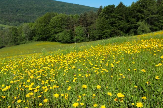 Najdziksze pasmo górskie w Polsce. Przez Beskid Niski setki lat temu wiodły trakty handlowe 