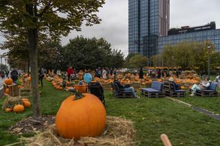 Farma Dyniowa przed galerią handlową Westfield Arkadia