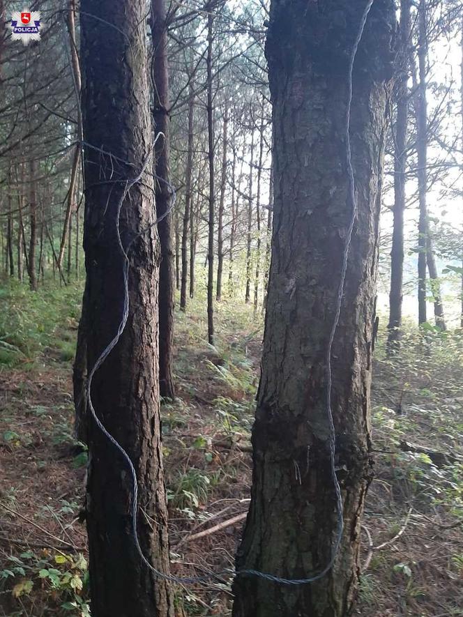 Kłusownik z powiatu tomaszowskiego wpadł w fotopułapkę