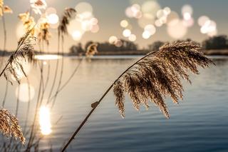 Laguna znów pływa po Odrze