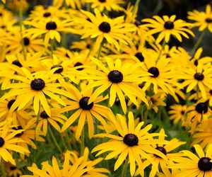 Rudbekia błyskotliwa