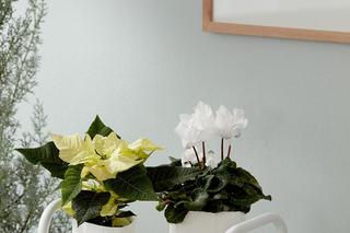 Cyklamen perski, Cyclamen persicum