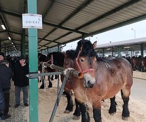 200 koni na skaryszewskich Wstepach. Od rana trwa tam wielki jarmark [FOTO]