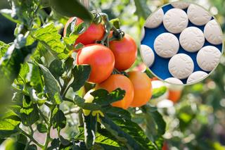 Aspiryna pod pomidory - czy aspiryna rzeczywiście działa na pomidory? Wyjaśniamy