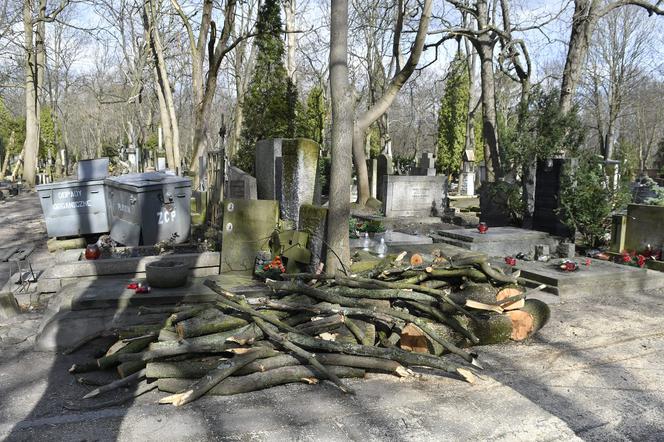 Powalone drzewa na Cmentarzu Powązkowskim