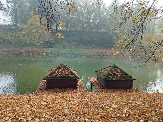 Zamojski Park jesienią
