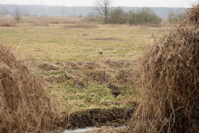 Pierwszy Bocian w Polsce dostał imię Radziwił. 