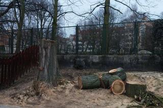 Ograniczenie wycinki i tysiące nasadzeń w Szczecinie. Miasto ma wreszcie zadbać o drzewa